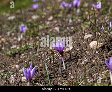 Un papillon hacheur plonge son proboscis profondément dans une fleur de crocus safran violet sur une pente rocheuse du sentier du safran près de Mund, canton du Valais, Suisse. D’autres crocus fleurissent parmi les pierres et l’herbe sèche en arrière-plan. La communauté du village extrait manuellement l’épice coûteuse des fleurs de Crocus sativus ; environ 130 000 fleurs produisent un kilogramme de safran séché. Les pentes abruptes orientées au sud du village sont considérées comme l’une des meilleures zones de culture du safran en Europe. Banque D'Images