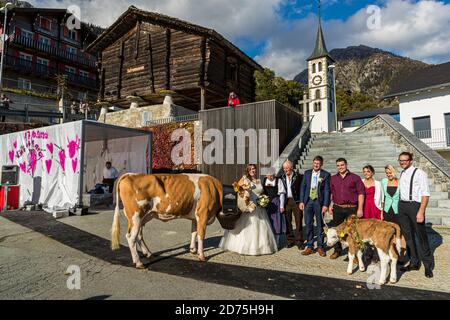 Mariage devant le musée Saffron. En cadeau, il y a un veau et une vache. Coutumes traditionnelles de mariage dans le district de Mund de Naters, Suisse Banque D'Images