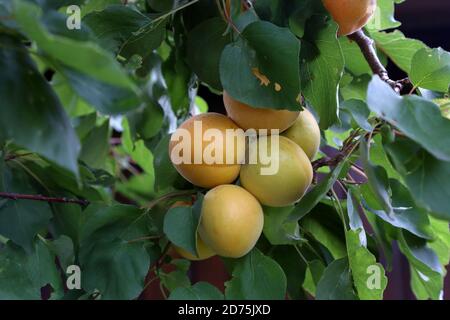Gros plan d'un bouquet d'abricots mûrs sur un branche Banque D'Images