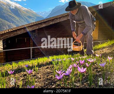 Récolte et transformation du safran à Mund, Naters, Suisse Banque D'Images