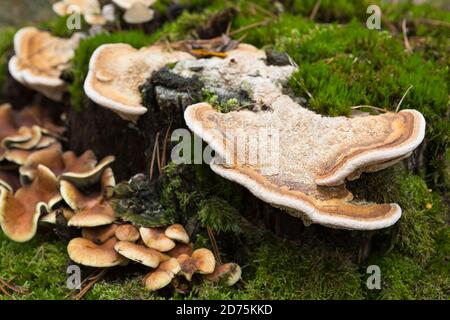 Gros champignons poussant à une souche d'arbre avec de la mousse Europe Banque D'Images