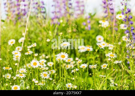pâquerettes dans l'herbe verte vive. lupins pourpres en arrière-plan Banque D'Images