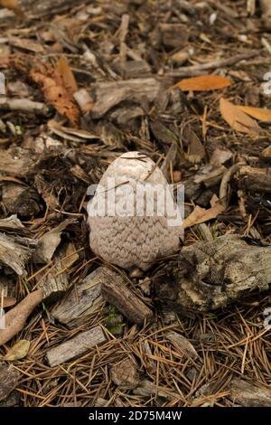 Le champignon magpie de l'inkcap ou le cocrinopsis picacea dans ses premiers stades de croissance. Banque D'Images