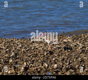 Oystercatcher américain, Haematopus palliatus, sur un récif d'huîtres dans le chenal Intracoastal Waterway (Texas) Banque D'Images