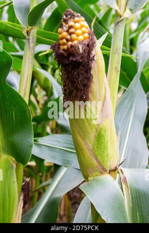 Photo d'une plante de maïs avec son épis de maïs, Zea mays Banque D'Images