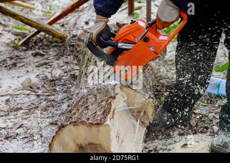 Services publics professionnels de la ville coupant un gros arbre dans la ville après un ouragan, les arbres sont endommagés par une tempête Banque D'Images