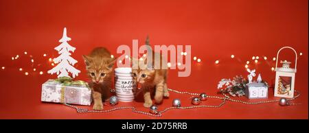 Noël. Deux chatons rouges sur fond rouge de guirlande lumineuse, cadeaux, arbres de Noël, décorations d'arbres de Noël. Banque D'Images