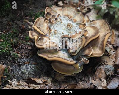 Le Polypore géant (Meripilus giganteus) est un champignon comestible, une macro-photo empilée Banque D'Images