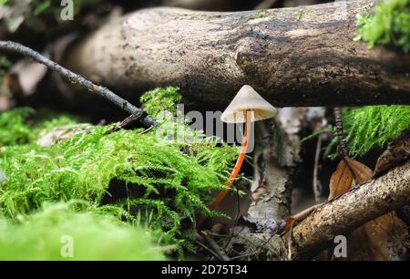 Le Bonnet de Saffrondrop (Mycena crocata) est un champignon non comestible , une macro-photo empilée Banque D'Images