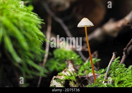 Le Bonnet de Saffrondrop (Mycena crocata) est un champignon non comestible , une macro-photo empilée Banque D'Images