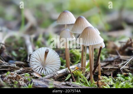 Le Bonnet blanc de traite (Mycena galopus) est un champignon non comestible , une macro-photo empilée Banque D'Images