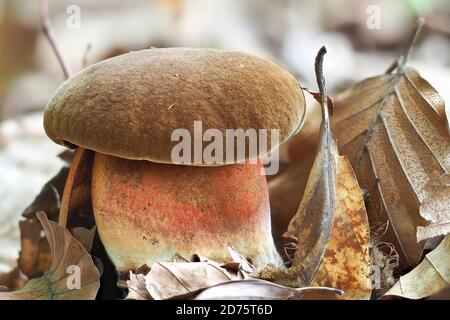 Le Scarletina Bolete (Neoboletus erythropus) est un champignon comestible, une macro-photo empilée Banque D'Images