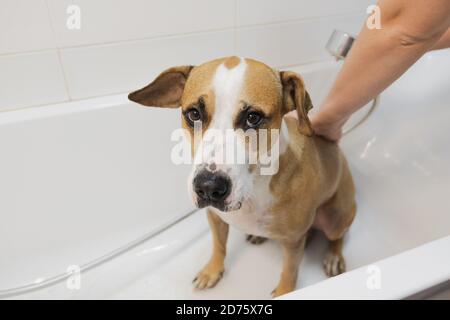 Laver le chien dans la salle de bains. Prendre soin et l'hygiène des animaux de compagnie, l'homme douche le chien dans la baignoire Banque D'Images