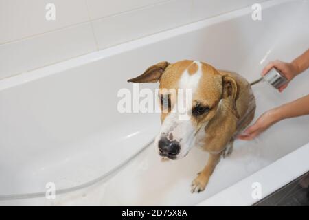 Laver le chien dans la salle de bains. Prendre soin et l'hygiène des animaux de compagnie, l'homme douche le chien dans la baignoire Banque D'Images