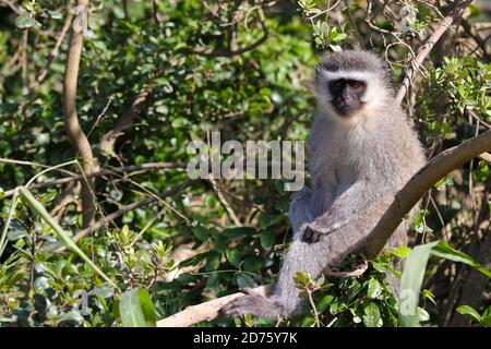 Singe vervet assis dans un arbre (Chlorocebus pygerythrus) Banque D'Images