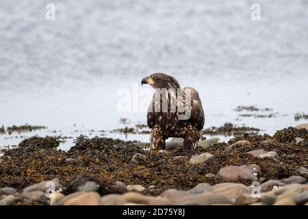 Un aigle à tête blanche immature se dresse sur le rivage d'une plage, parmi les algues cueillant un poisson mort. L'animal sauvage est grand avec des plumes brunes et noires. Banque D'Images