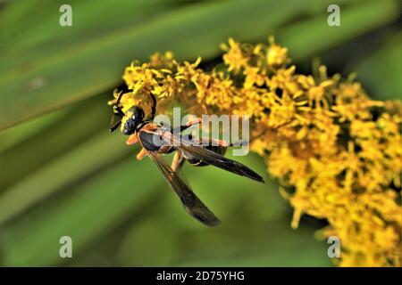 Une moraillon de papier sur la verge dorée qui rassemble le nectar. Banque D'Images