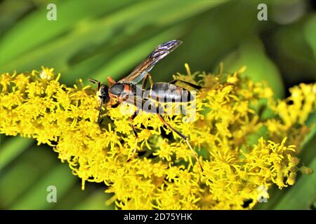 Une moraillon de papier sur la verge dorée qui rassemble le nectar. Banque D'Images