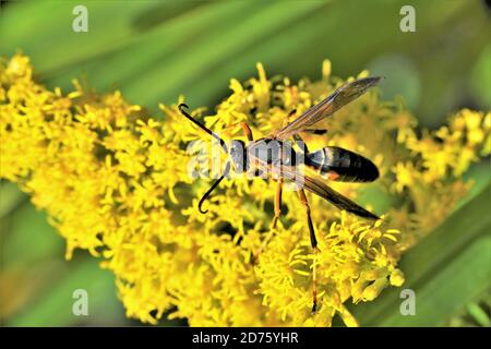 Une moraillon de papier sur la verge dorée qui rassemble le nectar. Banque D'Images