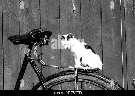 Photo en niveaux de gris d'un chat mignon assis sur le vélo roue arrière stationnée par le mur en bois Banque D'Images