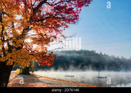 Vue en étoile d'un paysage d'automne avec arbre de couleur jaune feuille sur fond de lac Banque D'Images