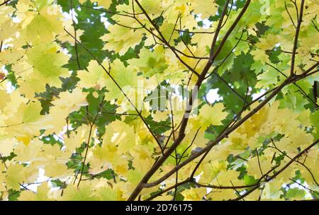 Feuilles d'érable jaune et verte à l'automne Banque D'Images