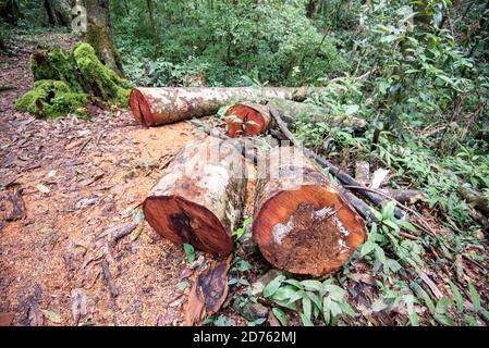 Déboisement problème environnemental avec la tronçonneuse en action coupant du bois / Bois a vu bois de bois de rondins dans la nature de la forêt tropicale de pluie Banque D'Images