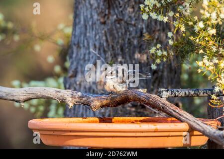 Queue grise (Rhipidura albiscapa) sur une branche au-dessus d'un bain d'oiseaux. Banque D'Images