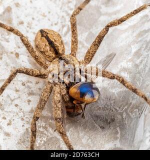 Un grand arachnide mangeant une mouche - communément connu sous le nom de la Reine du Huntsman Spider (Pediana regina). Banque D'Images