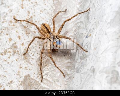 Un grand arachnide mangeant une mouche - communément connu sous le nom de la Reine du Huntsman Spider (Pediana regina). Banque D'Images