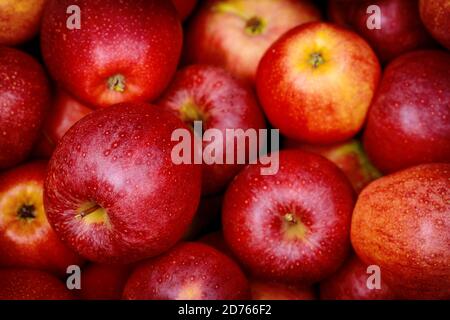 Pommes de gala rouges. Concept alimentaire sain. Vue de dessus. Gros plan. Banque D'Images