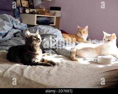 3 chats sur le lit Banque D'Images