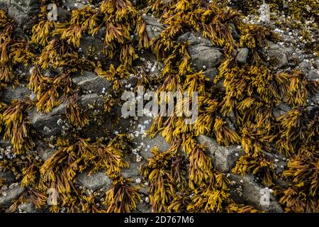 Algues sur des rochers à 2nd Beach, Olympic Coast National Marine Sanctuary / National Park, Washington, Etats-Unis. Banque D'Images