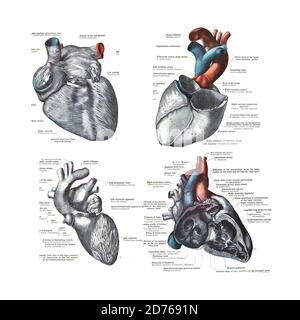 4 vues du coeur humain d'un atlas de l'anatomie humaine: Carl Toldt - 1904 Banque D'Images