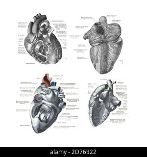 4 vues du coeur humain d'un atlas de l'anatomie humaine: Carl Toldt - 1904 Banque D'Images