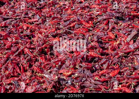 Les poivrons rouges du chili de la vallée de l'éclos séchant sous le soleil après avoir été cueillis lors de la récolte des piments à Albuquerque, Nouveau-Mexique, États-Unis Banque D'Images