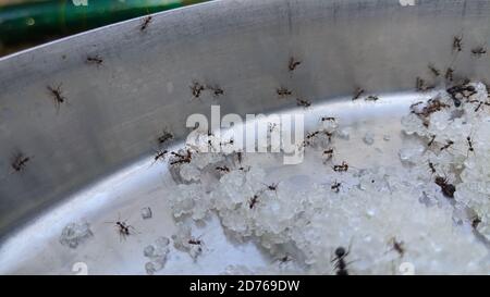 colonie de petits fourmis noirs mangeant du sucre Banque D'Images