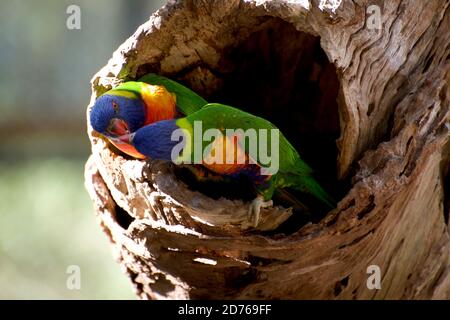 Une paire de Lorikeets arc-en-ciel sont assis dans leur trou de nid - se battant au-dessus d'une graine. Dans le pays des perroquets au sanctuaire d'Healesville à Victoria, Aus. Banque D'Images