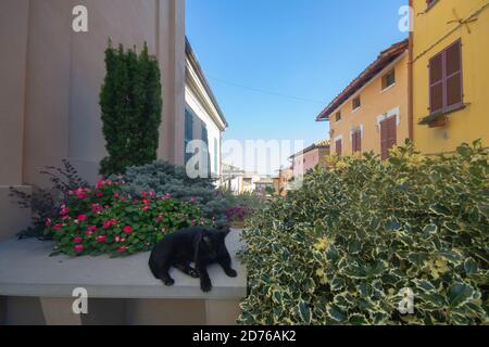 chat noir couché sur un mur inférieur devant Une maison dans la ville de Mondolfo Banque D'Images