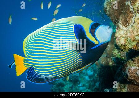 Poissons d'Ange de l'empereur nageant dans l'océan avec le poisson d'anthia autour Banque D'Images