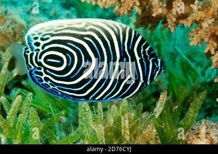 Poisson Ange de l'empereur juvénile nageant dans l'océan avec le poisson anthia autour Banque D'Images