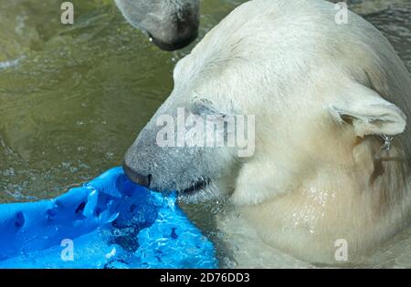 Ours polaire jouant dans l'eau avec un baril bleu Banque D'Images