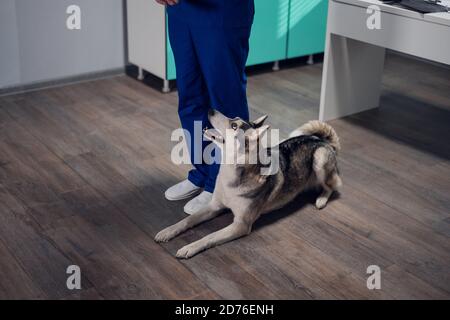 Un adorable chien husky en train d'être formé dans un cabinet vétérinaire, exécutant un mentir-commandement. Banque D'Images