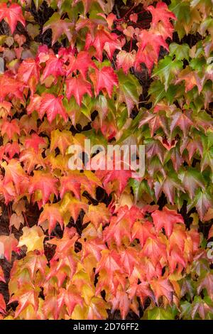 virginia creeper rouge vif en automne Banque D'Images