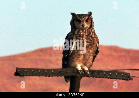 Un hibou africain de l'aigle (Bubo africanus) perché sur une ligne de lavage à Sesriem, dans le parc national Namib-Naukluft près de Sossusvlei, Namibie. Banque D'Images