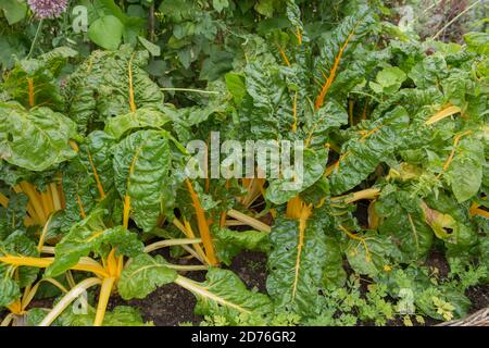 Tiges jaune vif de Chard suisse biologique cultivé à la maison (Beta vulgaris subsp. Vulgaris) poussant sur un allotement dans un jardin de légumes dans le Devon rural Banque D'Images