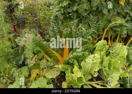 Tiges jaune vif de Chard suisse biologique cultivé à la maison (Beta vulgaris subsp. Vulgaris) poussant sur un allotement dans un jardin de légumes dans le Devon rural Banque D'Images