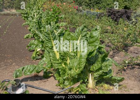 Tiges de couleur vive de Chard suisse biologique cultivé à domicile (Beta vulgaris subsp. Vulgaris) poussant sur un Allotment dans un jardin de légumes dans l'ouest du Sussex Banque D'Images