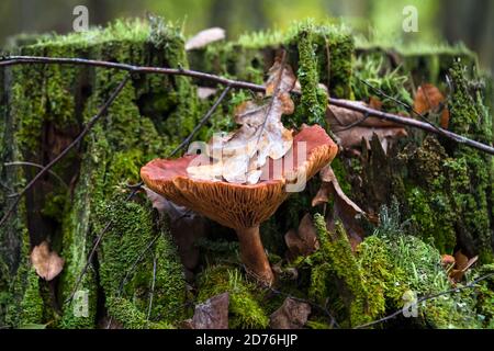 Lactarius rufus, champignon comestible dans la forêt d'automne. Bouchon de lait roux ou bouchon de lait chaud rouge. Champignons rouges-bruns comestibles en forêt, entourés de mousses vertes Banque D'Images