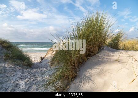 L'ammophile on sand dune Banque D'Images